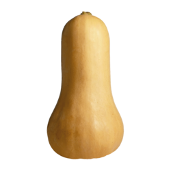 Butternut Squash